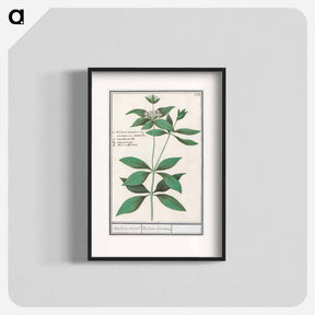 アートポスター-Silk plant, Asclepias syriaca - アンセルムス ボエティウス デ ブート Poster.