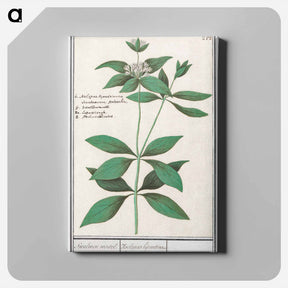 アートパネル-Silk plant, Asclepias syriaca - アンセルムス ボエティウス デ ブート Canvas.