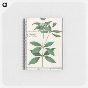 アートメモ帳-Silk plant, Asclepias syriaca - アンセルムス ボエティウス デ ブート Memo.