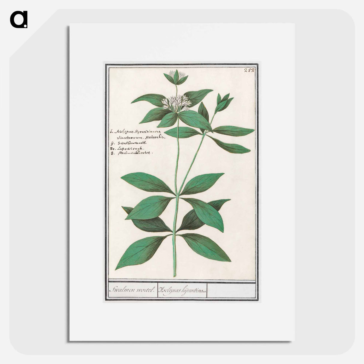 Silk plant, Asclepias syriaca - アンセルムス ボエティウス デ ブート Poster.