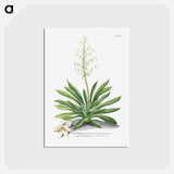 アートポストカード-Yucca
 - クリーブランド美術館 Postcard.