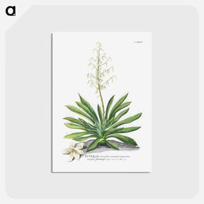 アートポストカード-Yucca
 - クリーブランド美術館 Postcard.
