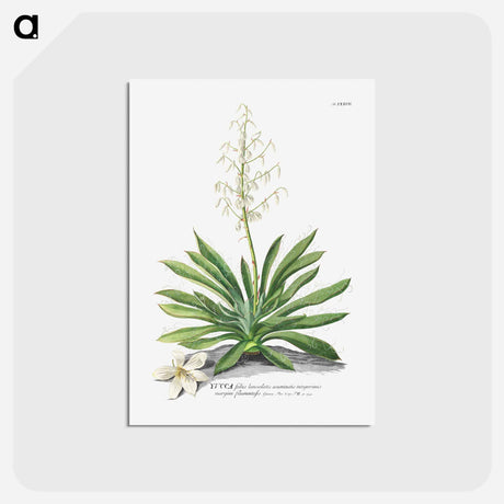 アートポストカード-Yucca
 - クリーブランド美術館 Postcard.