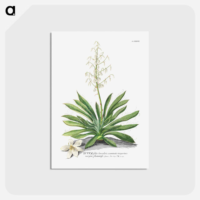 アートポストカード-Yucca
 - クリーブランド美術館 Postcard.