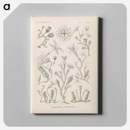 Marine life illustration - エルンスト ヘッケル Canvas.