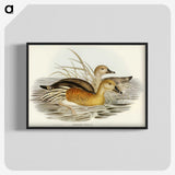 3-60_John-Gould_blk-crop