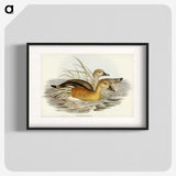 3-60_John-Gould_blk