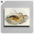 3-60_John-Gould_canvas
