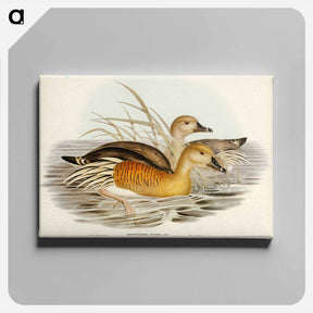 アートパネル-Eyton's Duck
 - ジョン グールド Canvas.