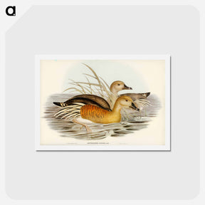 アートポストカード-Eyton's Duck
 - ジョン グールド Postcard.