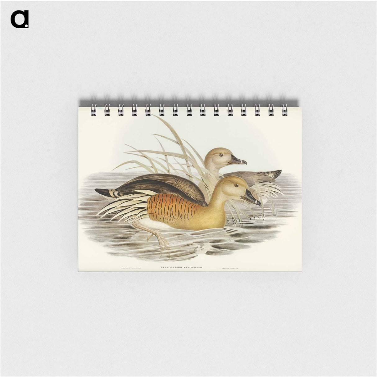 3-60_John-Gould_memo