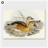 3-60_John-Gould_picture-crop