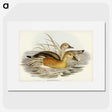 3-60_John-Gould_picture