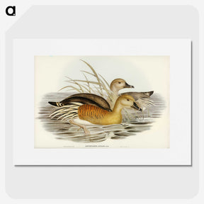 3-60_John-Gould_picture