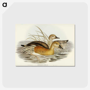 3-60_John-Gould_postcard