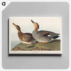 アートパネル-Gadwall Duck
 - ジョン ジェームス オーデュボン Canvas.