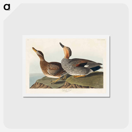 アートポストカード-Gadwall Duck
 - ジョン ジェームス オーデュボン Postcard.