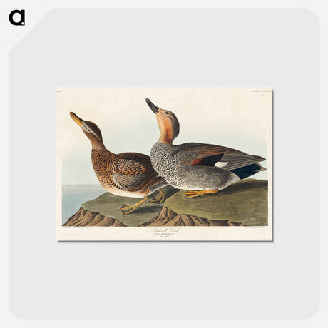 アートポストカード-Gadwall Duck
 - ジョン ジェームス オーデュボン Postcard.