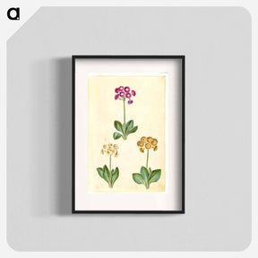 アートポスター-Primula ×pubescens
 - マリア ジビーラ メーリアン Poster.