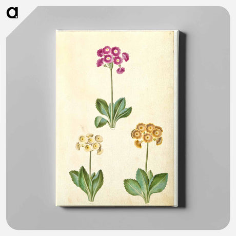アートパネル-Primula ×pubescens
 - マリア ジビーラ メーリアン Canvas.