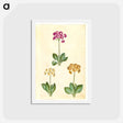 アートポストカード-Primula ×pubescens
 - マリア ジビーラ メーリアン Postcard.