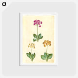 アートポストカード-Primula ×pubescens
 - マリア ジビーラ メーリアン Postcard.