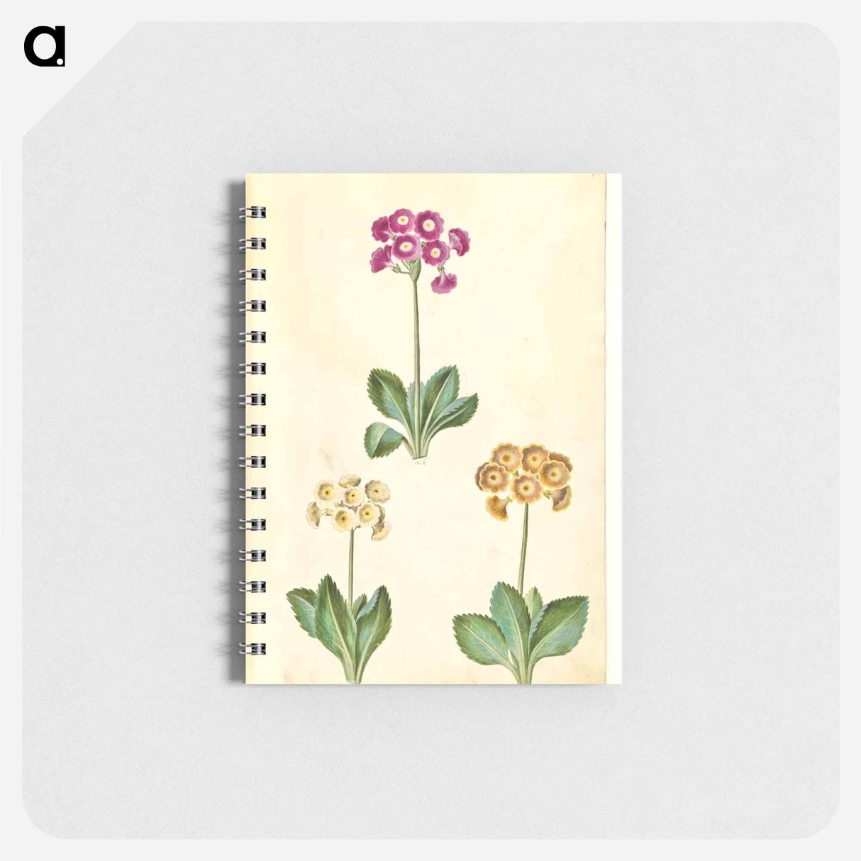 アートメモ帳-Primula ×pubescens
 - マリア ジビーラ メーリアン Memo.