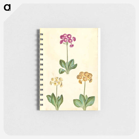 アートメモ帳-Primula ×pubescens
 - マリア ジビーラ メーリアン Memo.