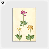 アートポストカード-Primula ×pubescens
 - マリア ジビーラ メーリアン Postcard.
