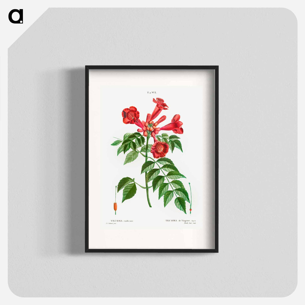 Trumpet vine - Pierre Joseph Redouté Poster.