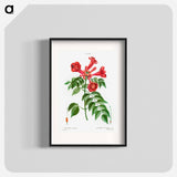 Trumpet vine - Pierre Joseph Redouté Poster.