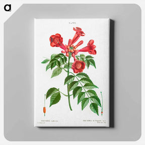 アートパネル-Trumpet vine - ピエール ジョゼフ ルドゥーテ Canvas.