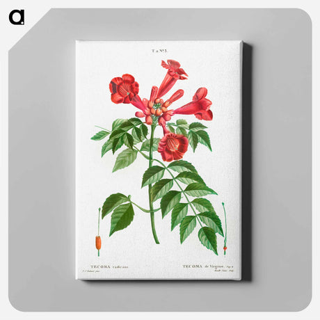 アートパネル-Trumpet vine - ピエール ジョゼフ ルドゥーテ Canvas.