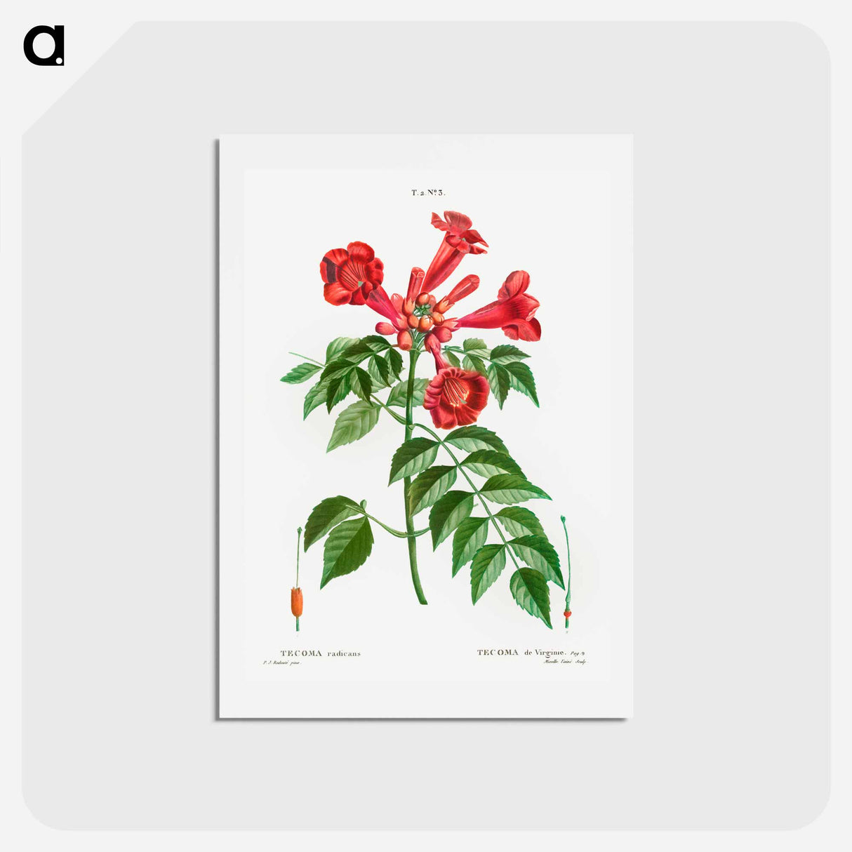 アートポストカード-Trumpet vine - ピエール ジョゼフ ルドゥーテ Postcard.
