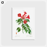 アートポストカード-Trumpet vine - ピエール ジョゼフ ルドゥーテ Postcard.