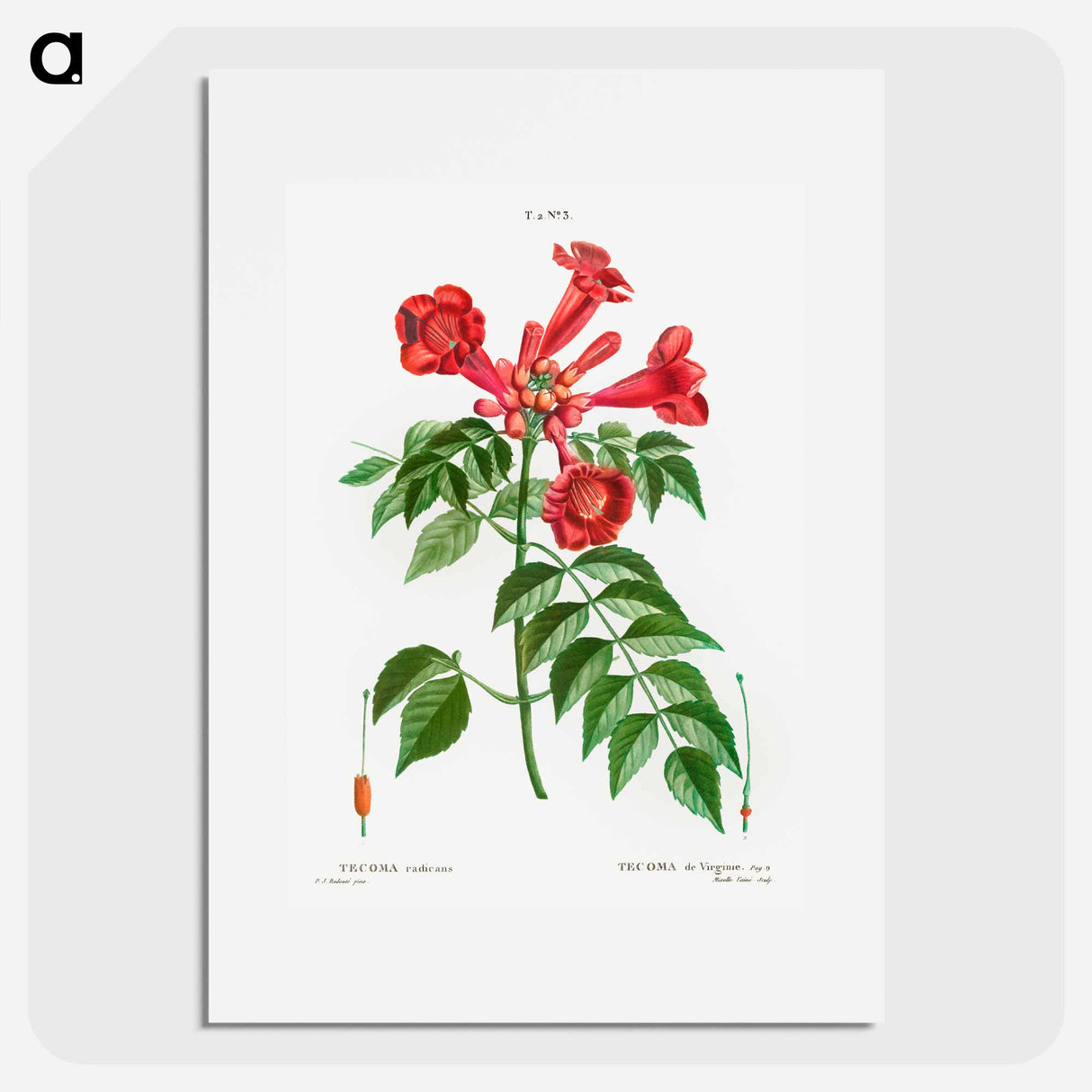 Trumpet vine - Pierre Joseph Redouté Poster.