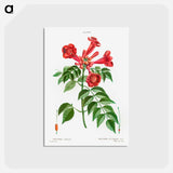 アートポストカード-Trumpet vine - ピエール ジョゼフ ルドゥーテ Postcard.