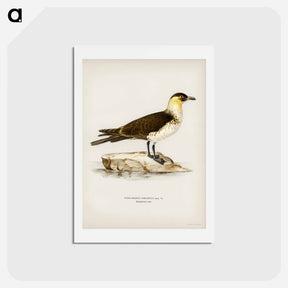 アートポストカード-Pomarine Jaeger
 - スヴェンスカ フォグラル Postcard.