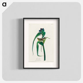 アートポスター-Vigors Vireo from Birds of America
 - アメリカの鳥たち Poster.