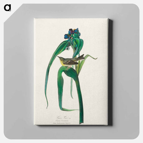 アートパネル-Vigors Vireo from Birds of America
 - アメリカの鳥たち Canvas.