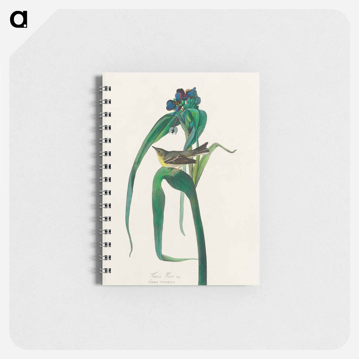 アートメモ帳-Vigors Vireo from Birds of America
 - アメリカの鳥たち Memo.