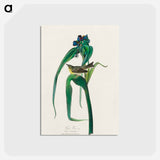 アートポストカード-Vigors Vireo from Birds of America
 - アメリカの鳥たち Postcard.