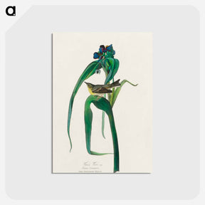 アートポストカード-Vigors Vireo from Birds of America
 - アメリカの鳥たち Postcard.
