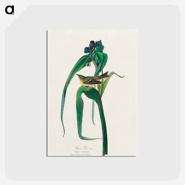 アートポストカード-Vigors Vireo from Birds of America
 - アメリカの鳥たち Postcard.