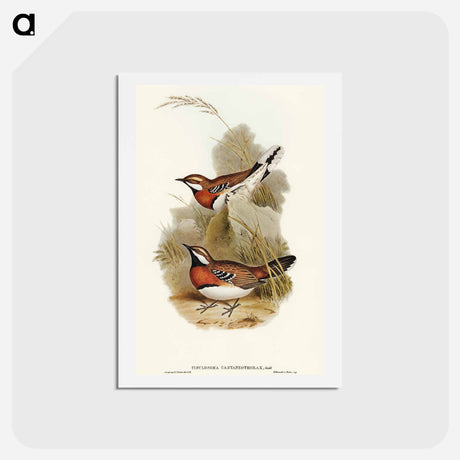 アートポストカード-Chestnut-breasted Ground-Thrush
 - オーストラリアの鳥 Postcard.