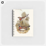 アートメモ帳-Chestnut-breasted Ground-Thrush
 - オーストラリアの鳥 Memo.