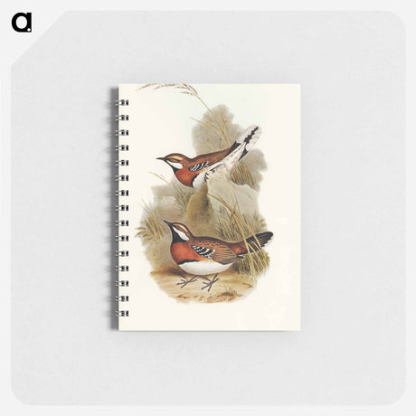 アートメモ帳-Chestnut-breasted Ground-Thrush
 - オーストラリアの鳥 Memo.