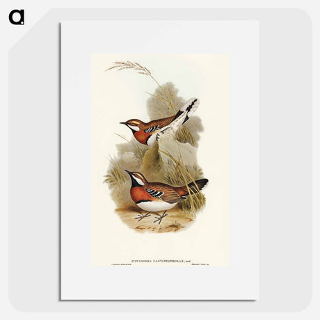 アートポスター-Chestnut-breasted Ground-Thrush
 - オーストラリアの鳥 Poster.