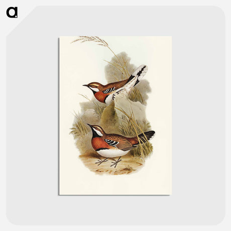 アートポストカード-Chestnut-breasted Ground-Thrush
 - オーストラリアの鳥 Postcard.