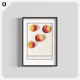 Apple - アンセルムス ボエティウス デ ブート Poster.